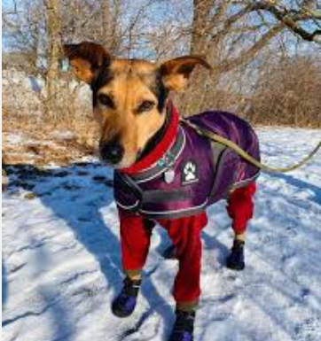 Royal Caribbean Terriers enjoying a better life in Canada.